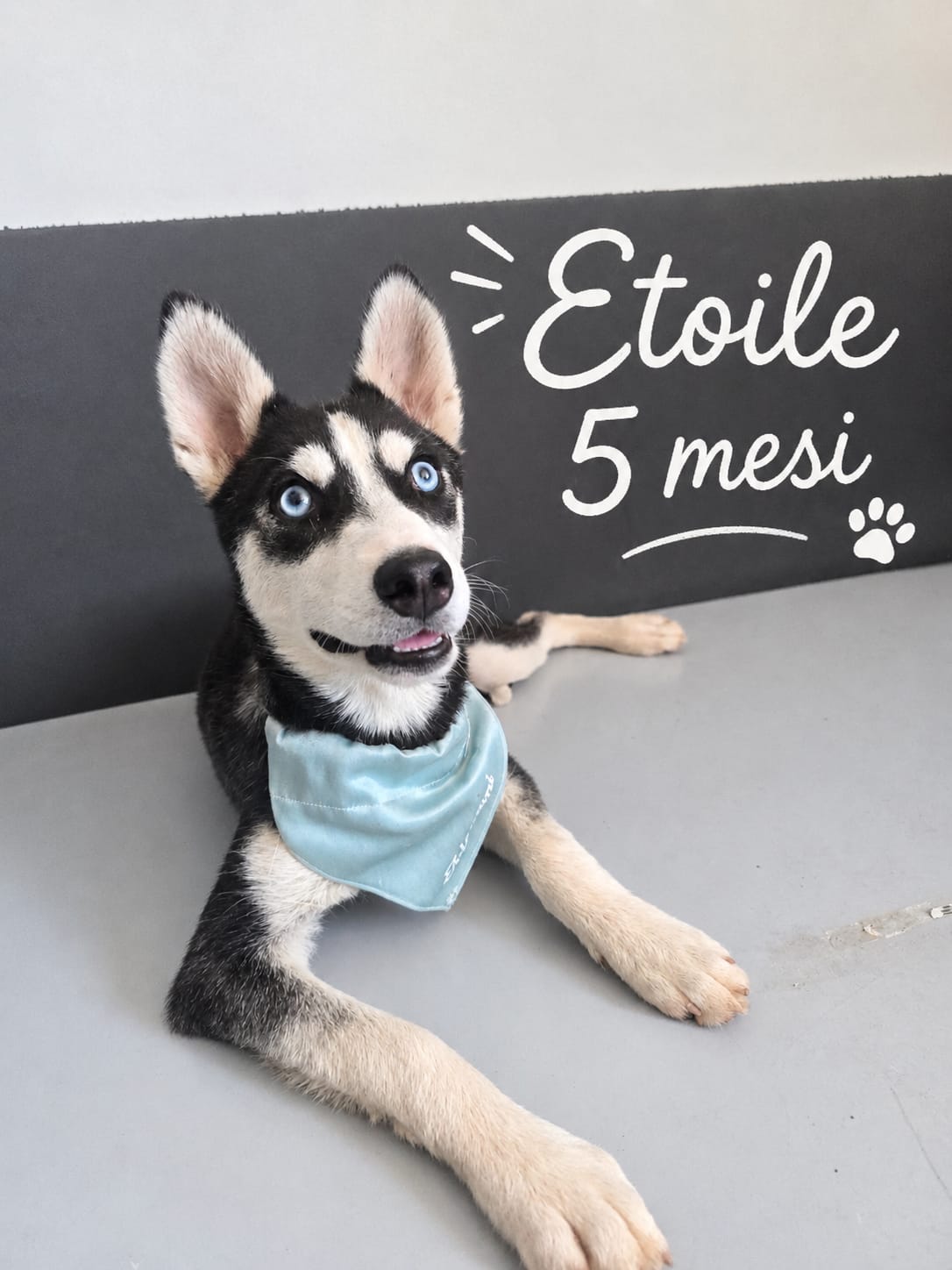 Etoile, cane Meticcio in adozione