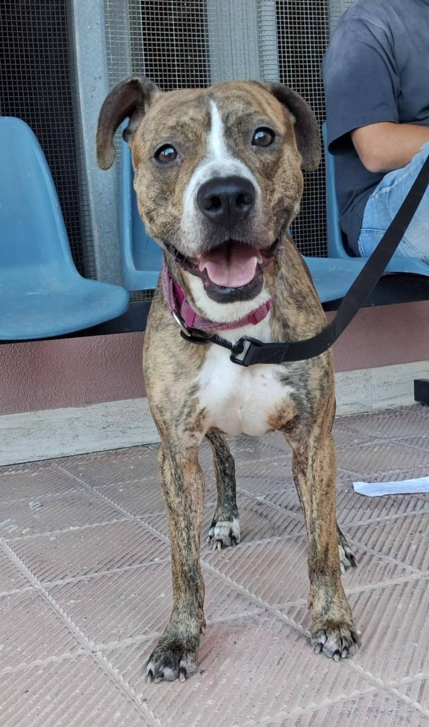 Foto 4 di Athena, cane Pitbull in adozione