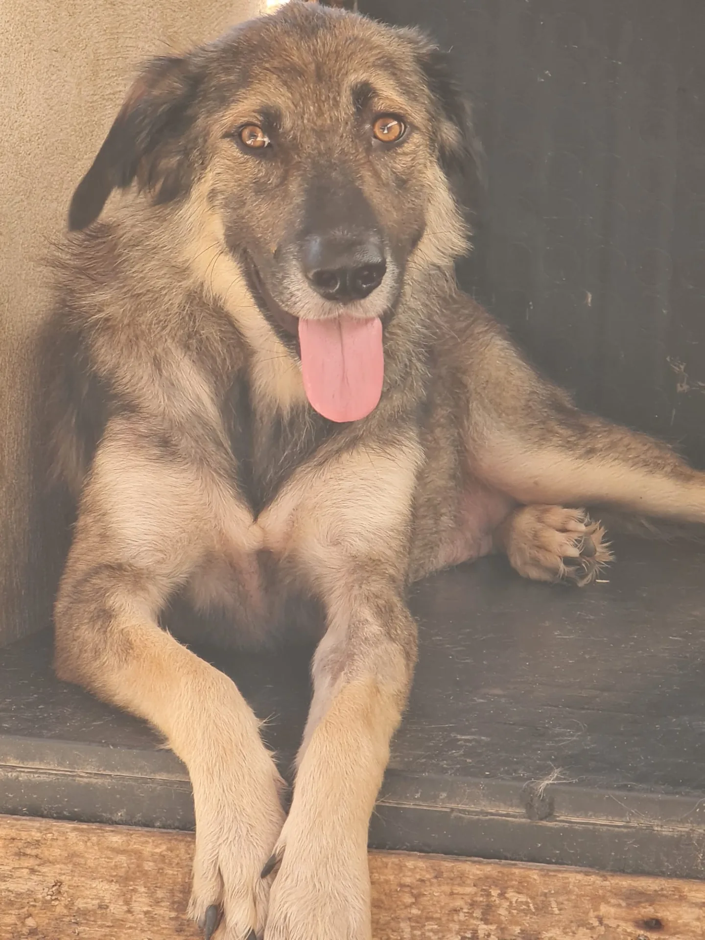 Malika, cane Meticcio in adozione a Trapani - foto 4