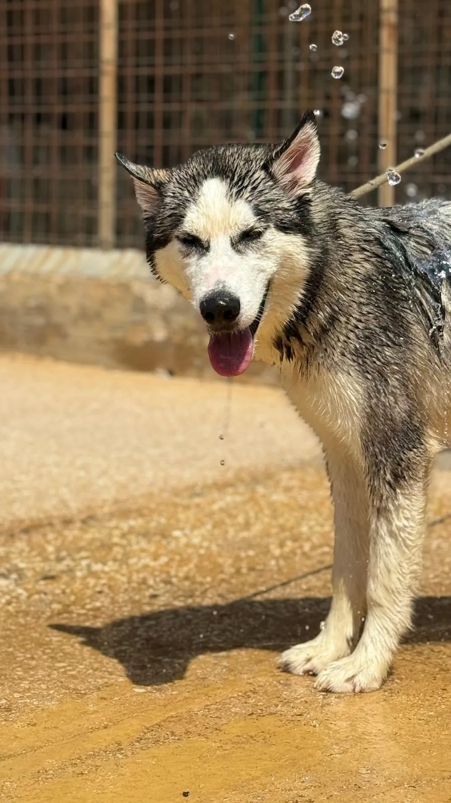 Bolt, cane Siberian husky in adozione a Trapani - foto 1