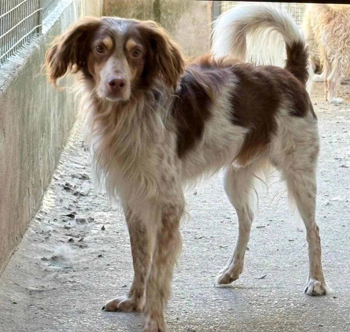 Balto e Artù, cane Mix spinone e mix Breton in adozione a Treviso - foto 3