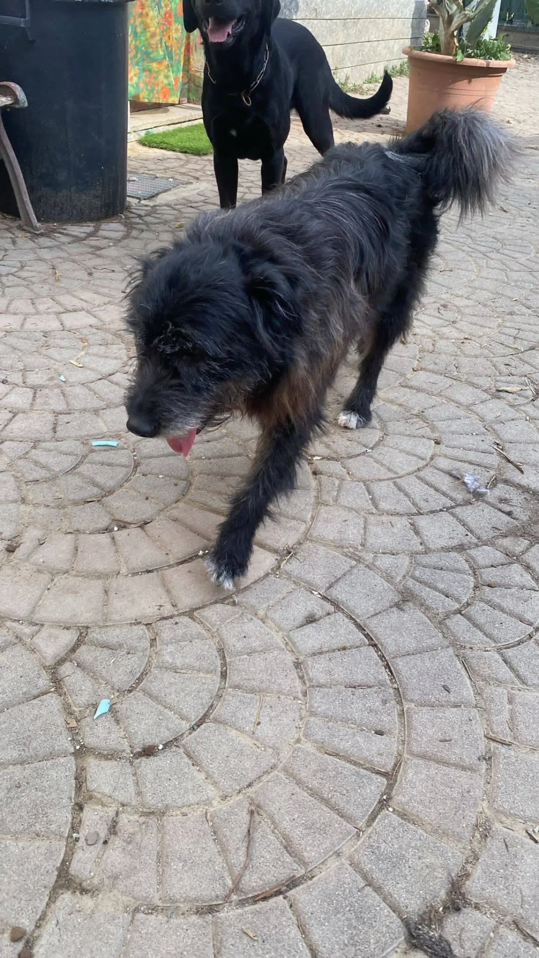 Barbetto, cane meticcio in adozione a Asti - foto 2