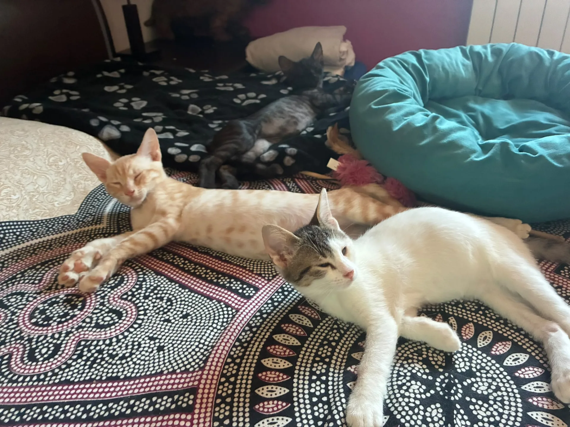 Gino, gatto in adozione a Roma - foto 3