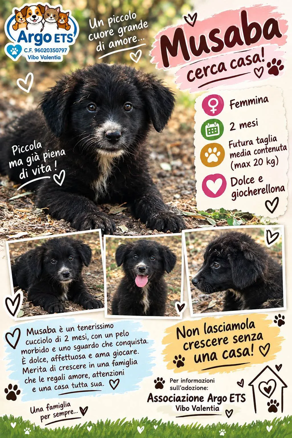 Musaba, cane Meticcio in adozione a Vibo Valentia