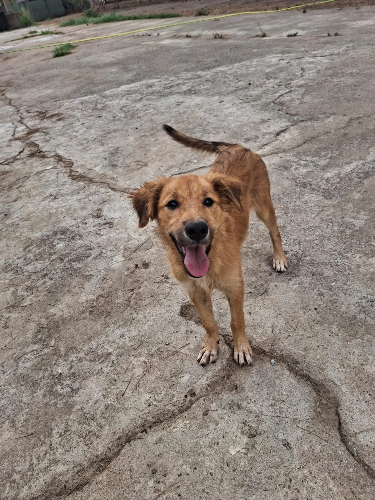 Limone, cane Meticcio in adozione a Crotone - foto 2