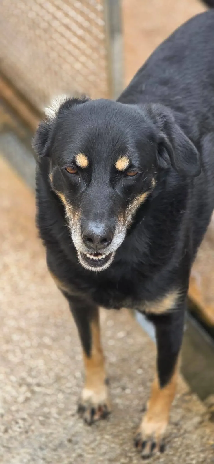 Giordie, cane meticcio in adozione a Latina - foto 5