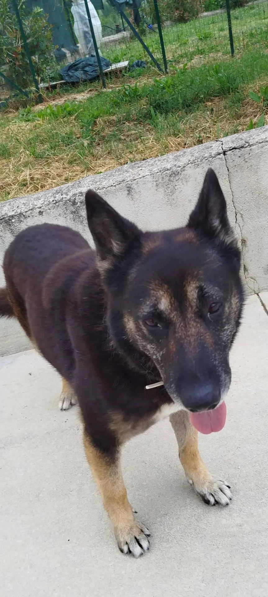 Bella, cane meticcio in adozione a Latina - foto 2
