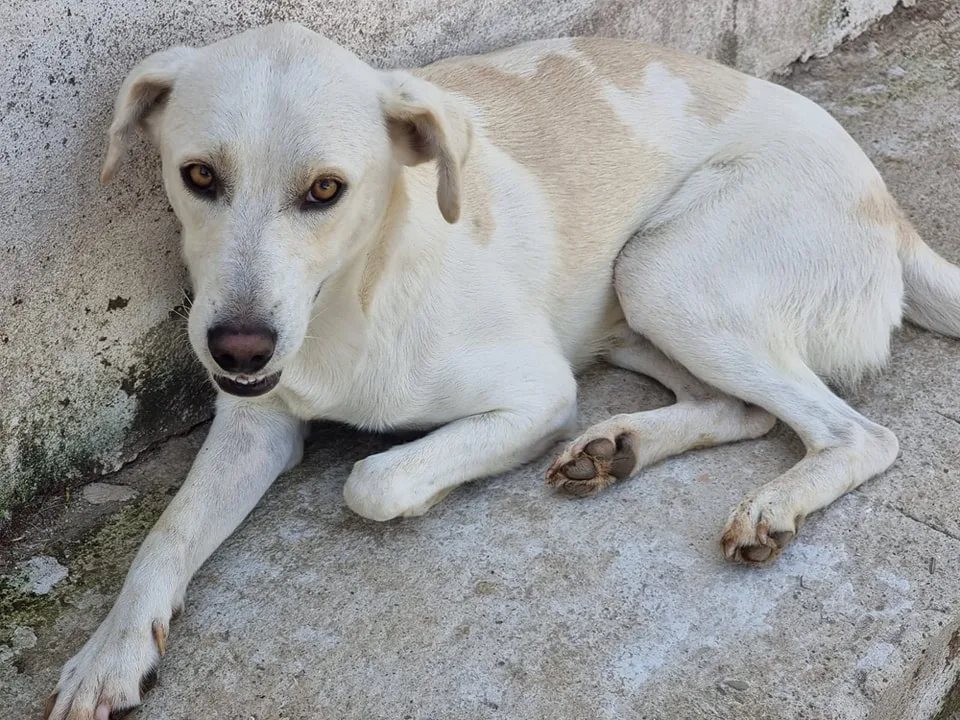 Blanco, cane in adozione a Latina - foto 2