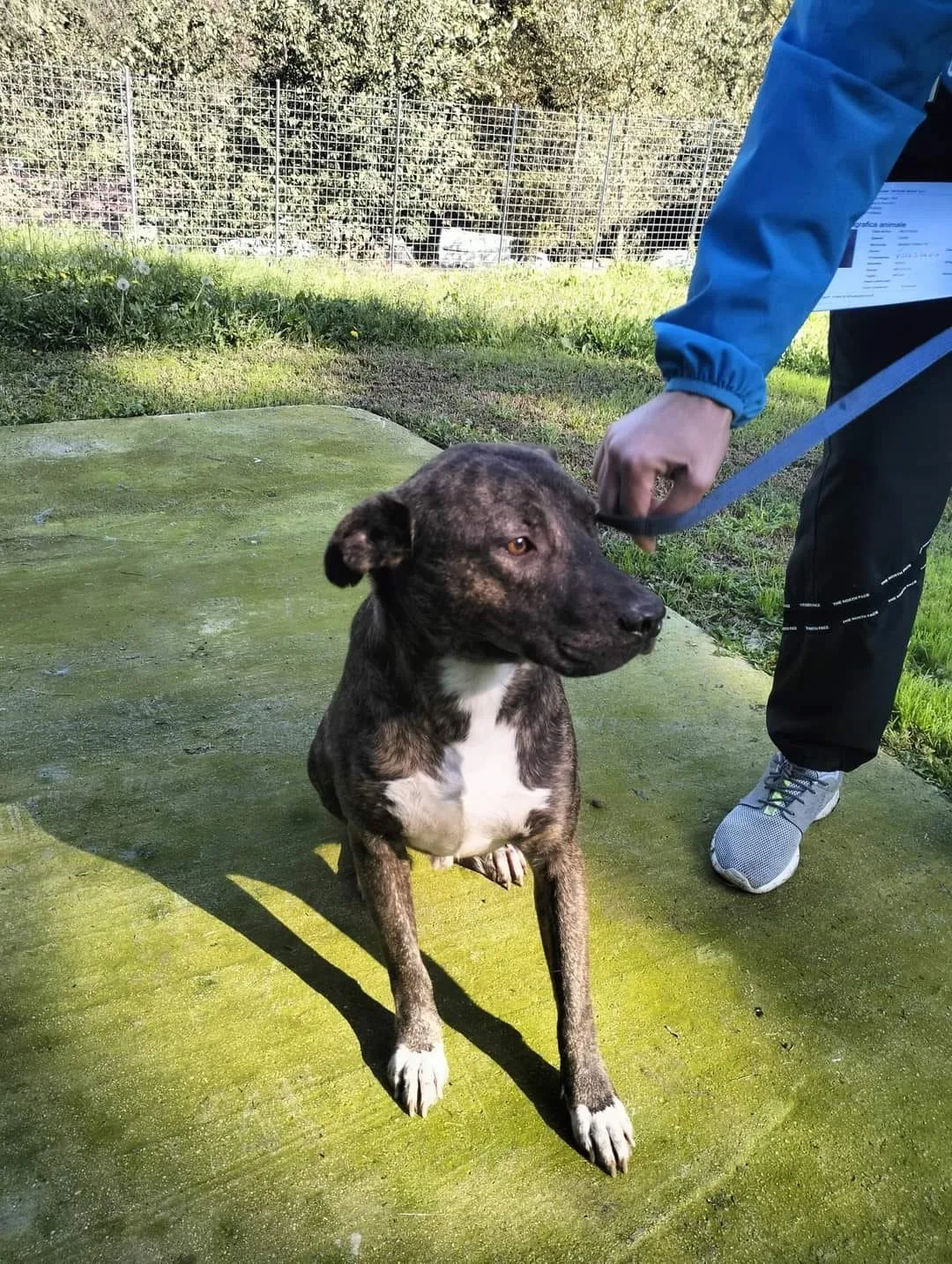 Apollo, cane meticcio in adozione a Latina - foto 3