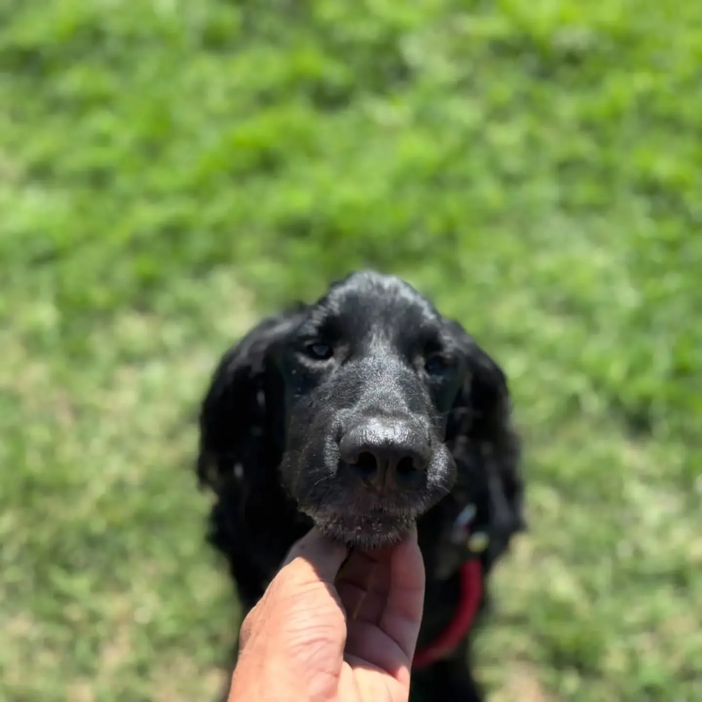 Coco, cane mix setter in adozione a Latina - foto 4