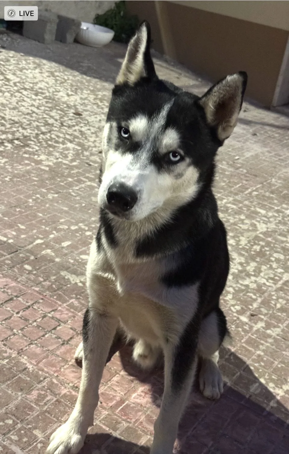 Ceres, cane Siberian husky in adozione a Trapani - foto 1