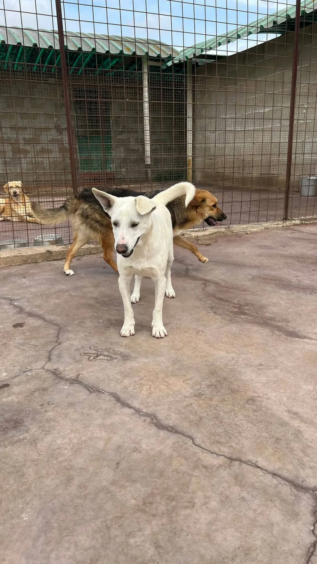 Oscar, cane in adozione a Siracusa - foto 4