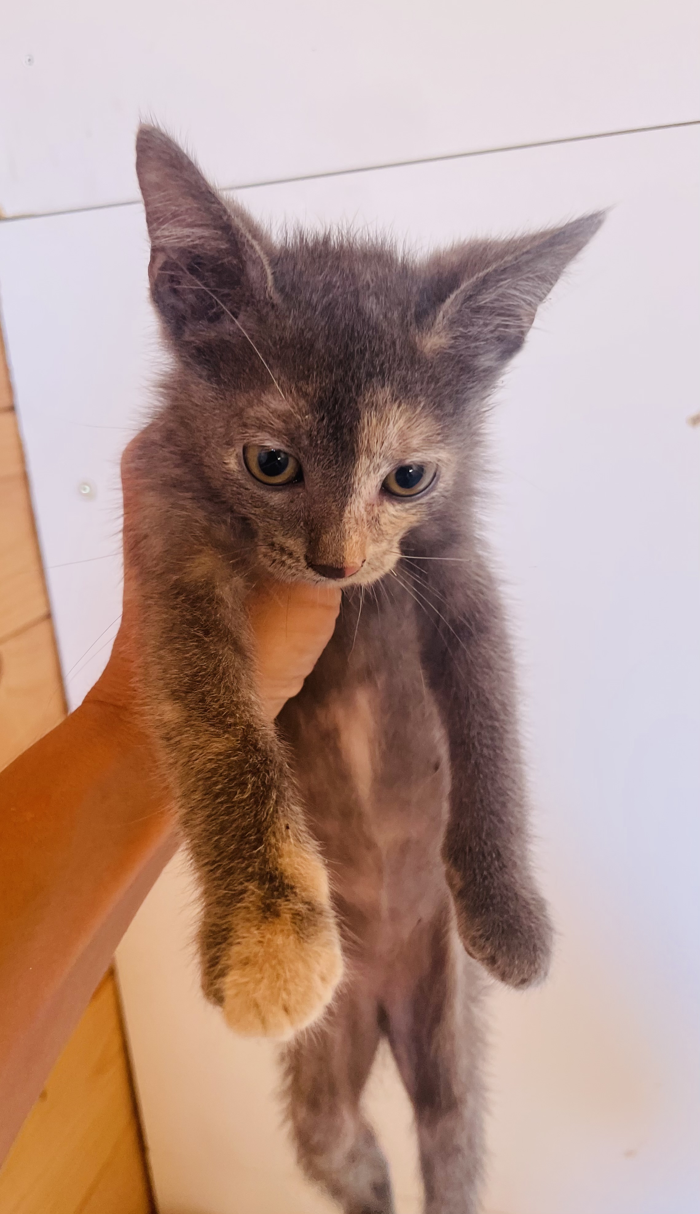 Foto 4 di Ombra, gatto Meticcio in adozione