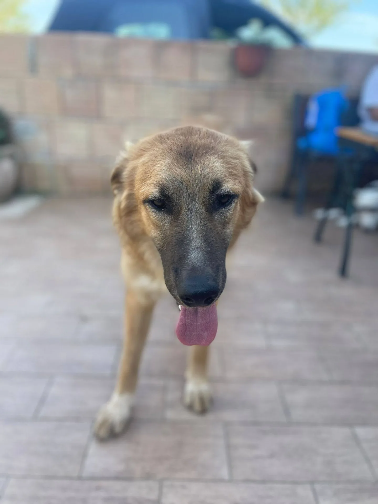 Tonino, cane meticcio in adozione a Frosinone