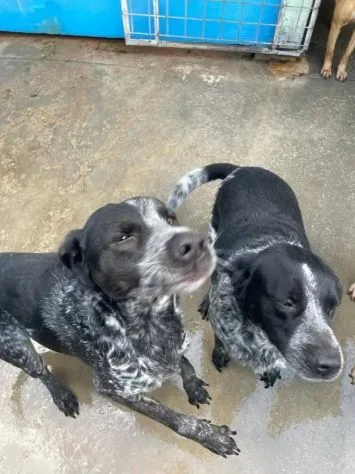 Max e Morgan, cane meticcio in adozione a Latina - foto 2
