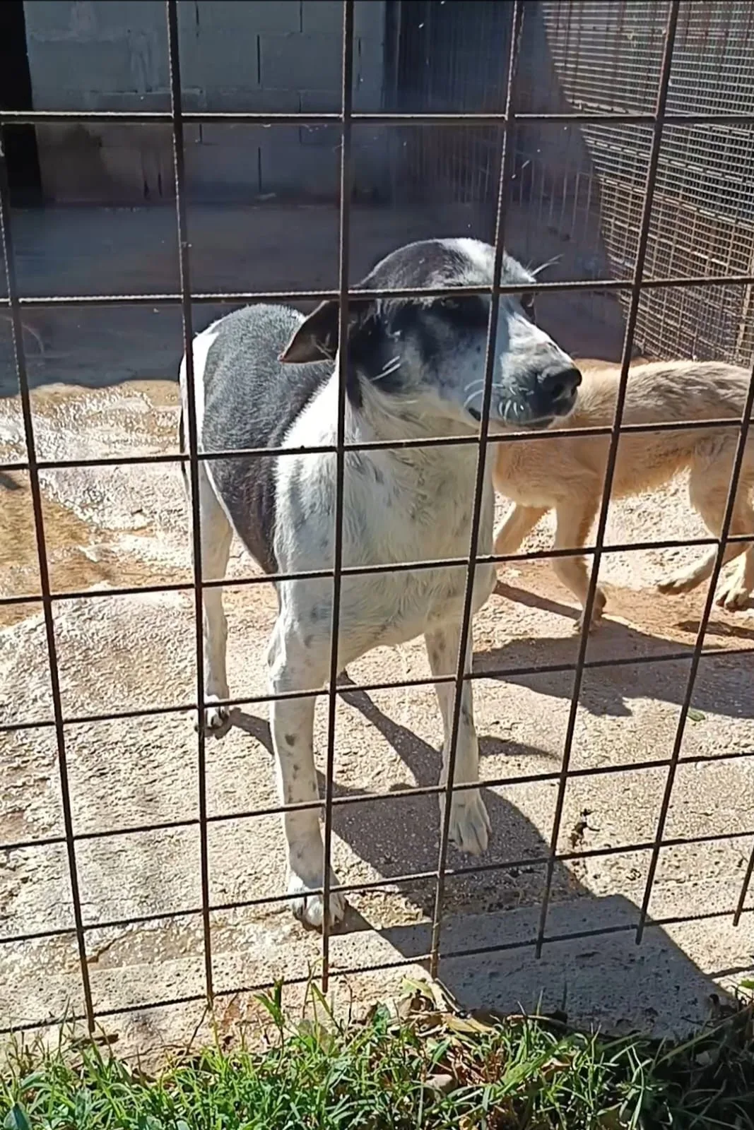Toby, cane Meticcio in adozione a Siracusa - foto 4