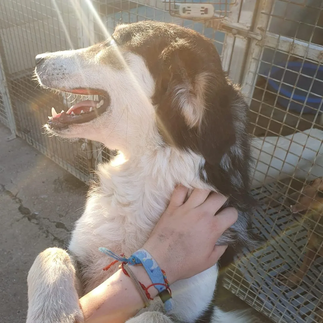 Bretzel, cane Meticcio in adozione a Crotone - foto 3
