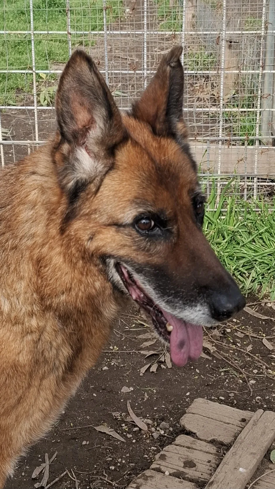 Nora, cane Pastore tedesco in adozione a Napoli - foto 3
