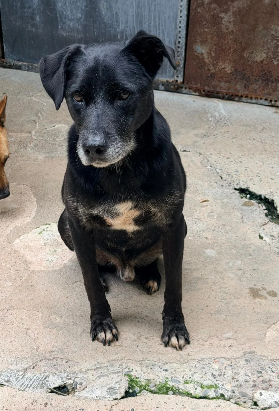 Fulmine, cane Meticcio in adozione a Pavia