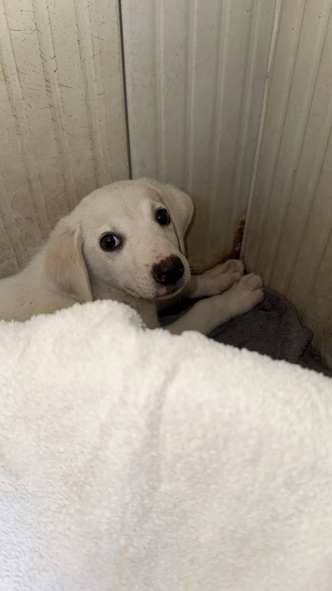 Olaf, cane in adozione a Trapani - foto 4