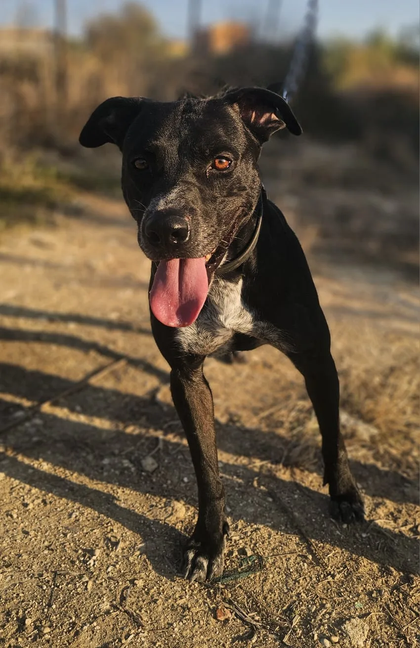 Freddy, cane Meticcio in adozione a Agrigento - foto 4
