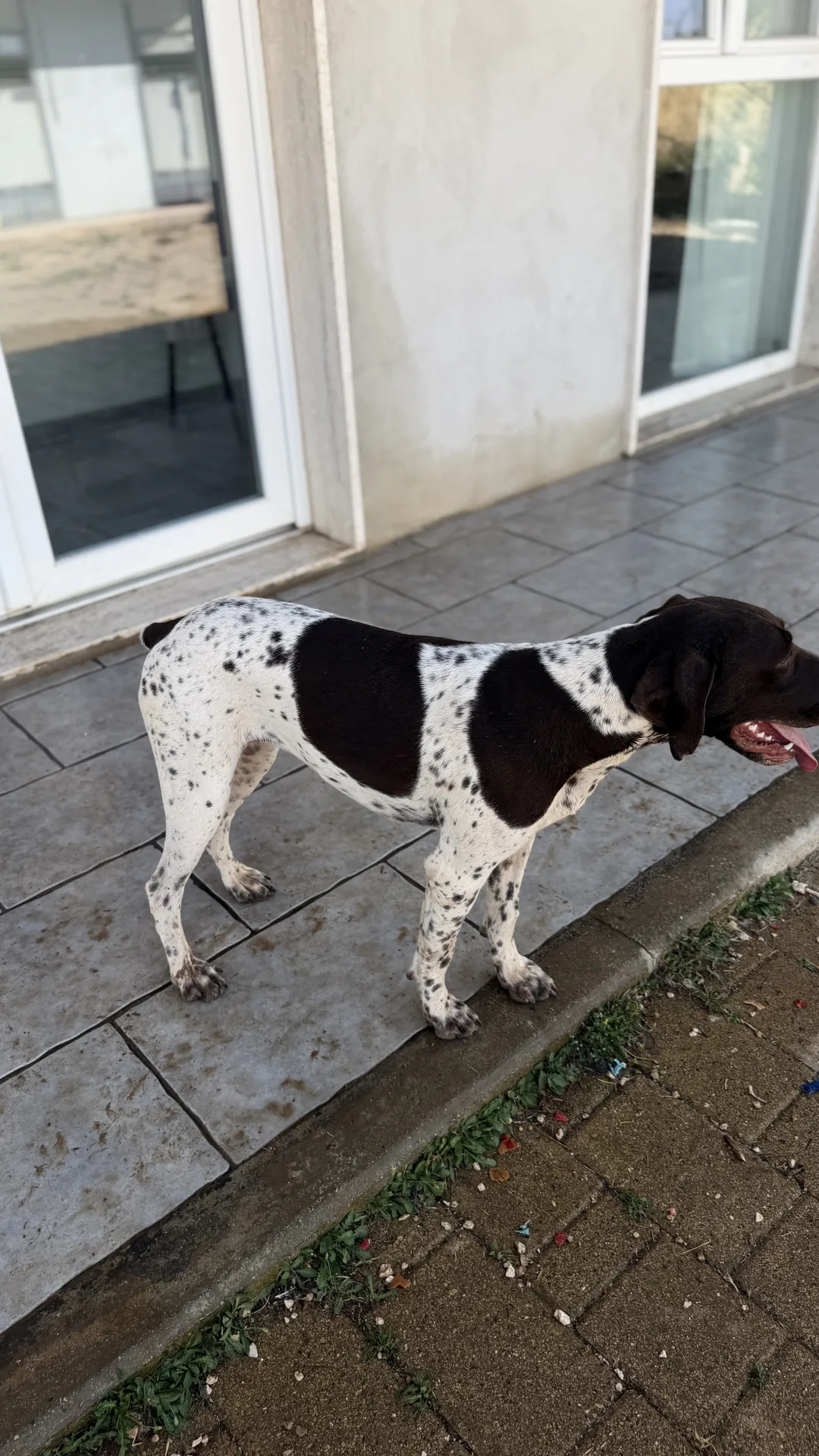 Nesly, cane Bracco in adozione a Bari - foto 2