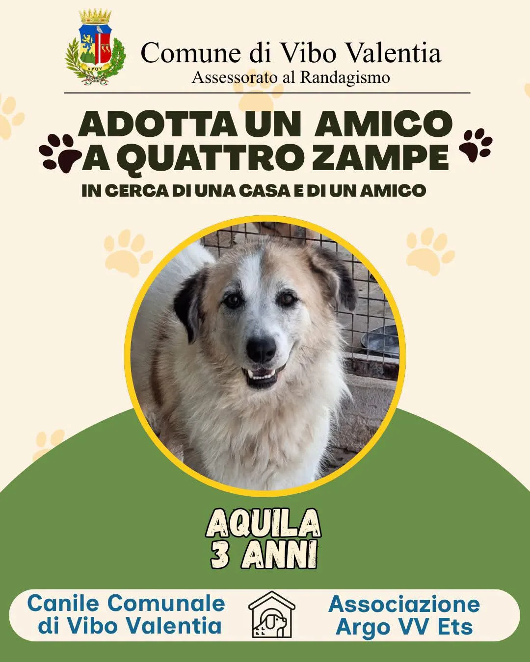 Aquila, cane Meticcio in adozione a Vibo Valentia - foto 1