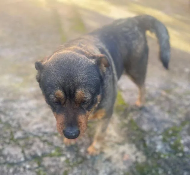 Kelly, cane meticcio in adozione a Latina - foto 2