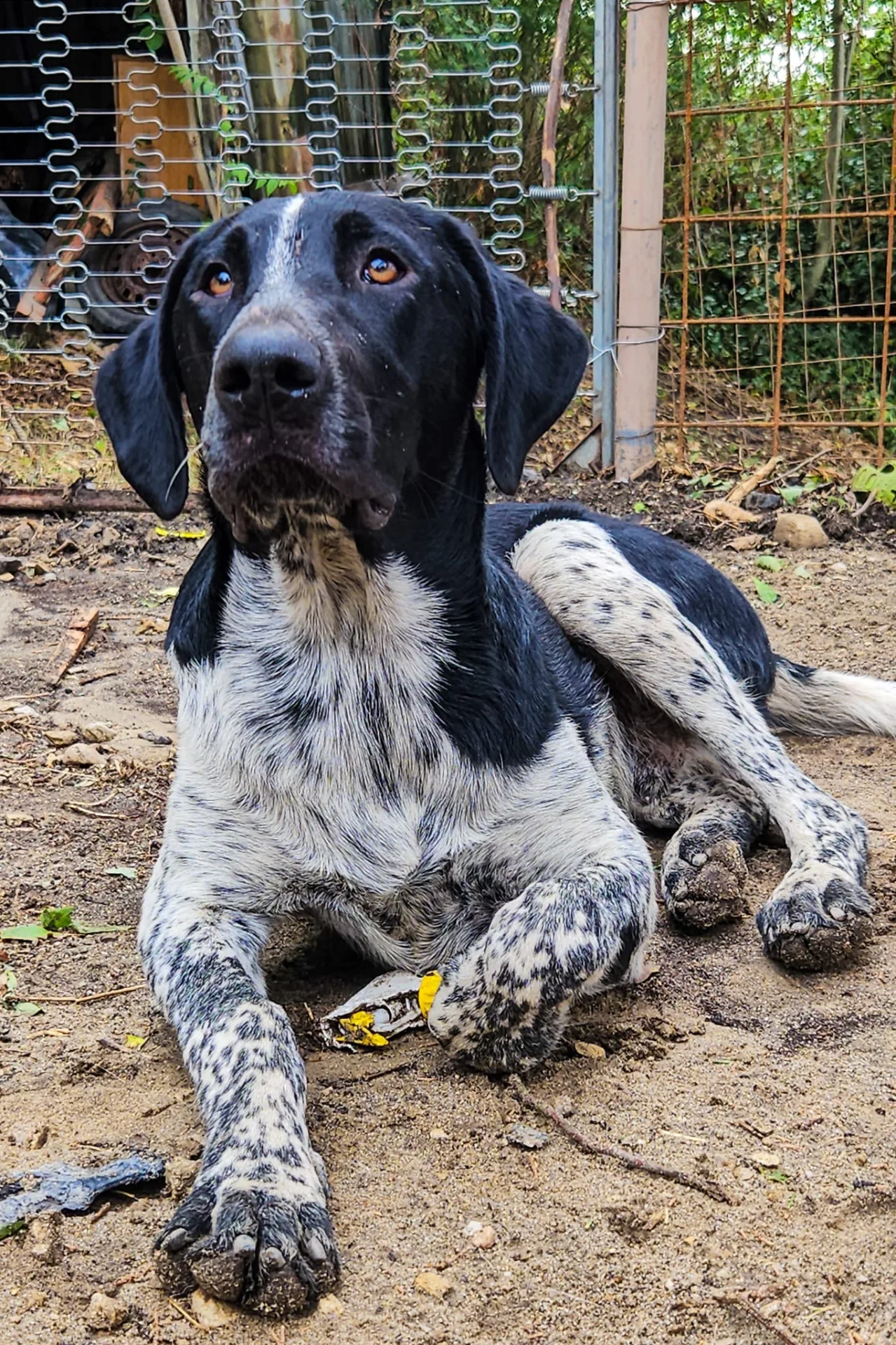 Joe, cane Meticcio in adozione a Potenza