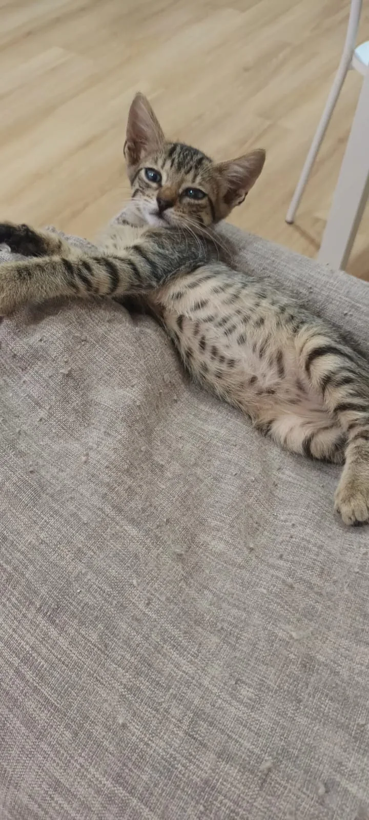 Mitzi, gatto Europeo in adozione a Napoli - foto 2