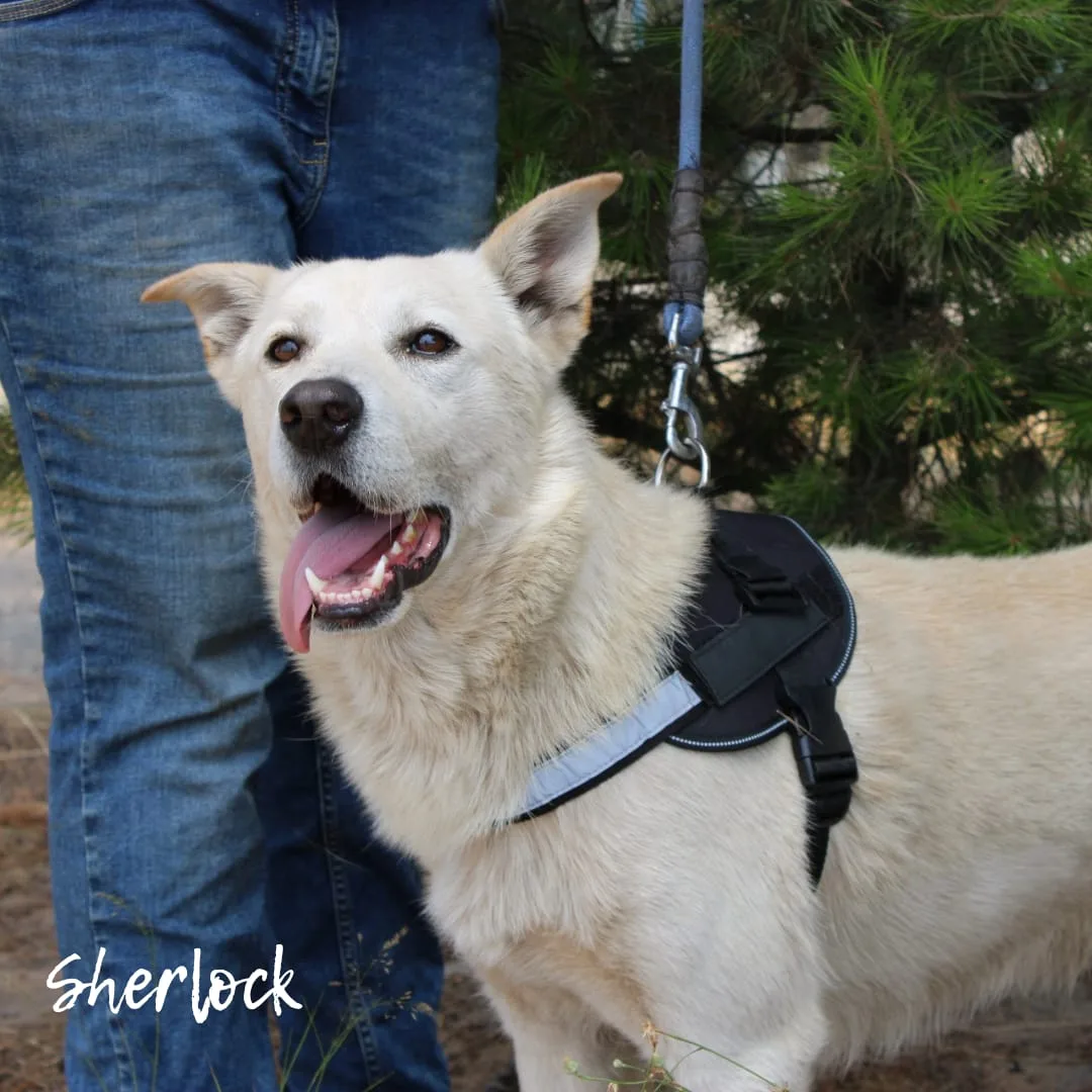 Sherlock & Watson, cane Meticci in adozione a Crotone - foto 4