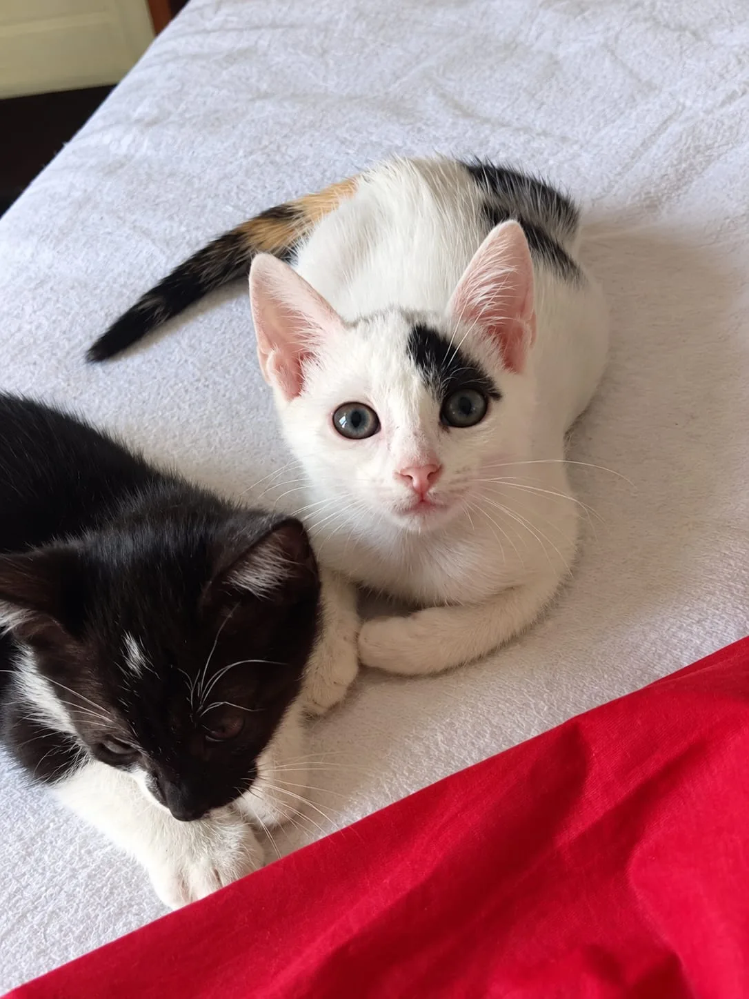 Rita, gatto in adozione a Roma - foto 2