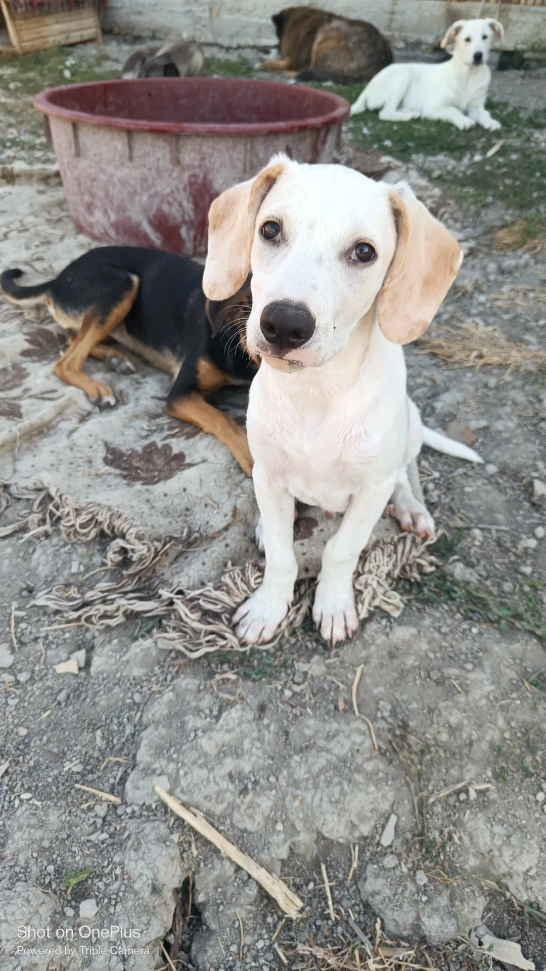 Luchy, cane Meticcio in adozione a Palermo