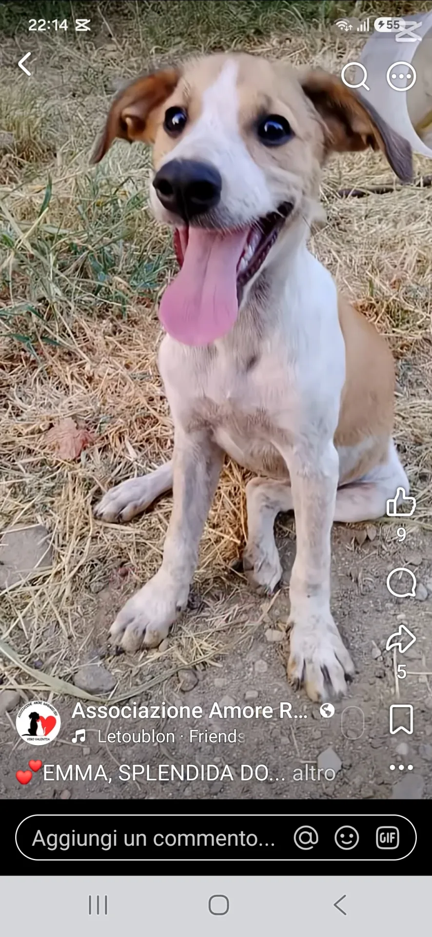 Foto 1 di Emma, cane Meticio in adozione