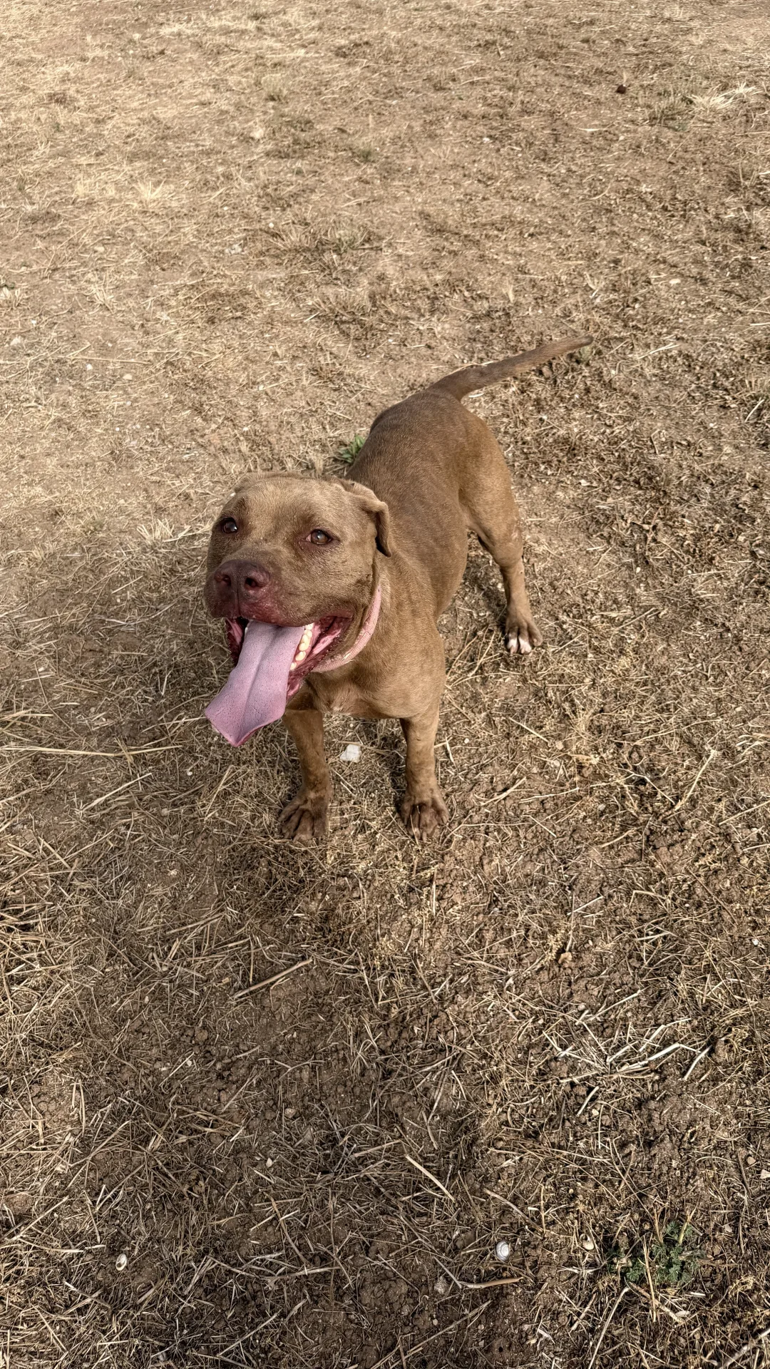 Sandy, cane Simil pitbull in adozione a Bari - foto 5
