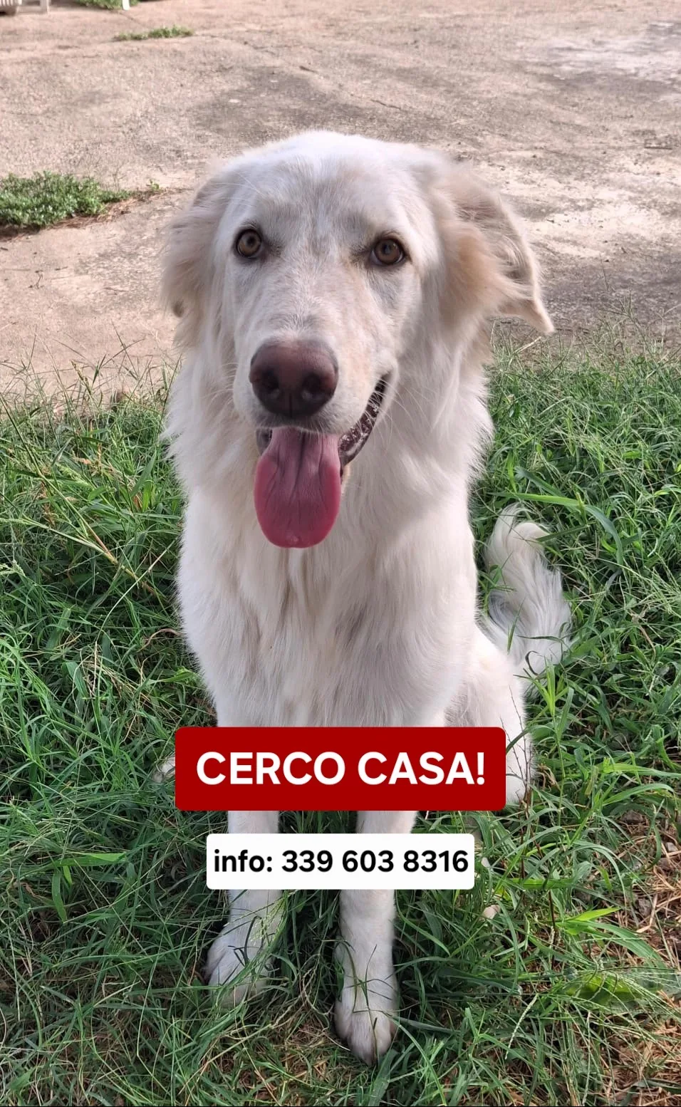 Eros, cane Meticcio in adozione a Crotone - foto 4