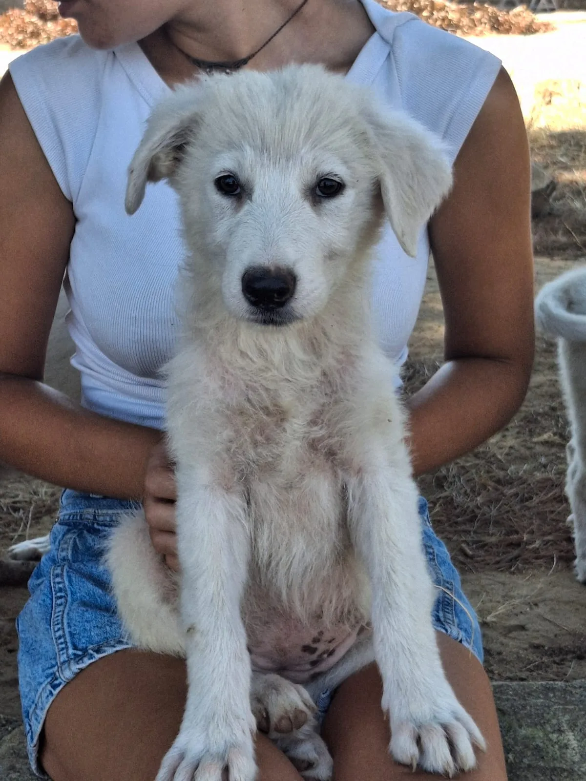 Scamorza, cane Mix Maremmano in adozione a Crotone - foto 2