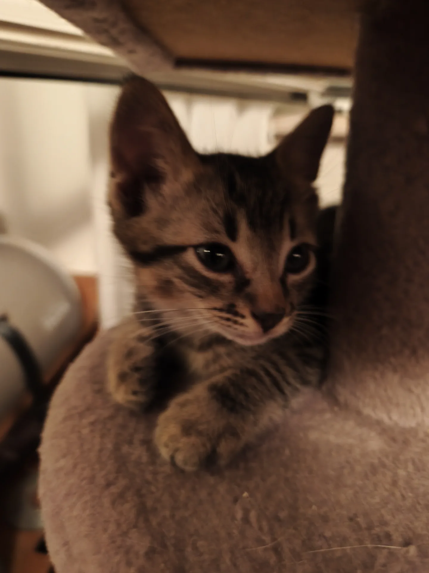 Thor, gatto Europeo in adozione a Latina - foto 3