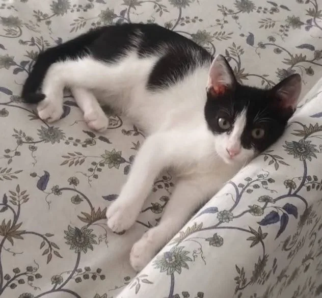 Dario, gatto in adozione a Latina