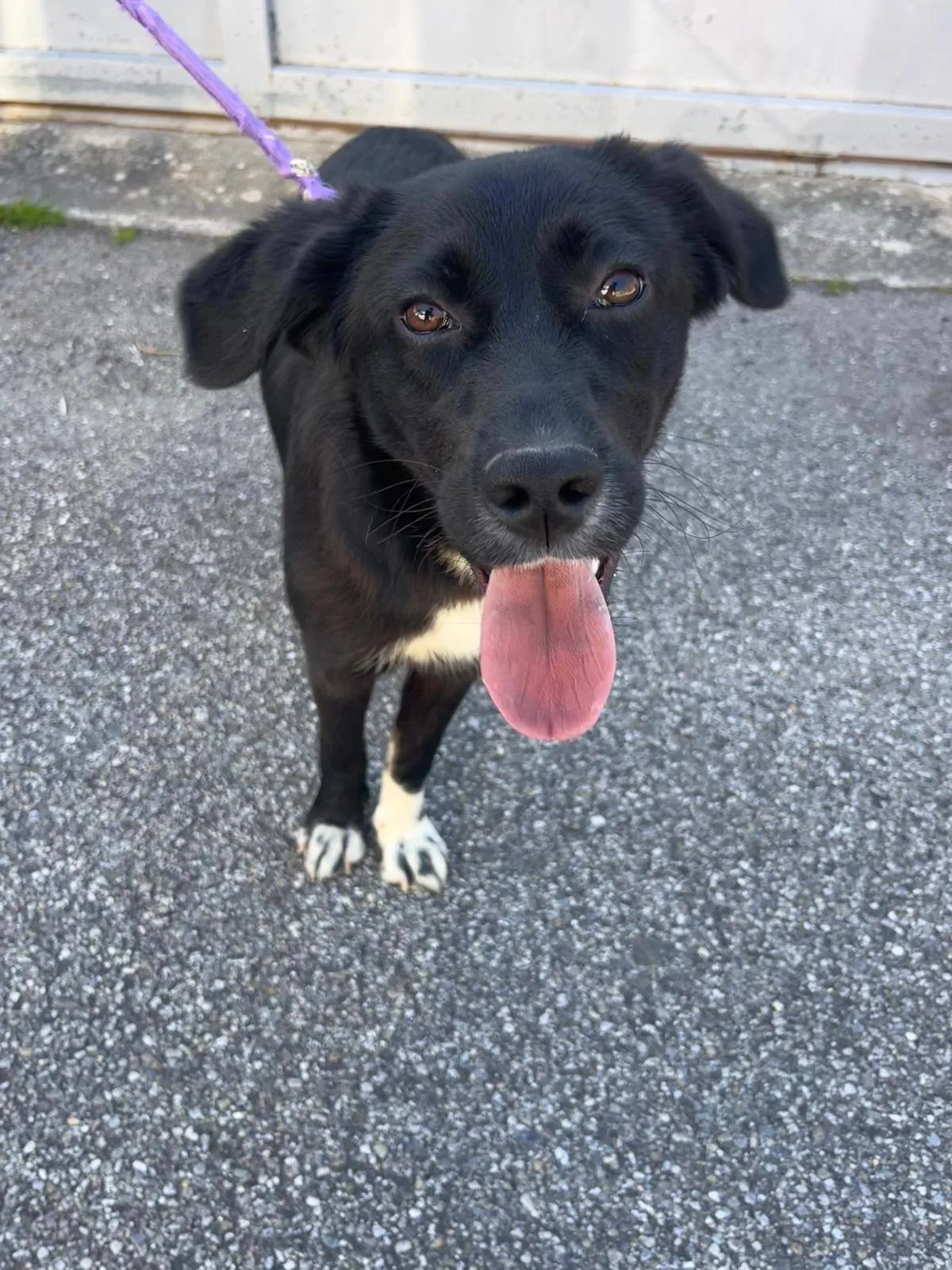 Ornella, cane meticcia in adozione a Cosenza - foto 4