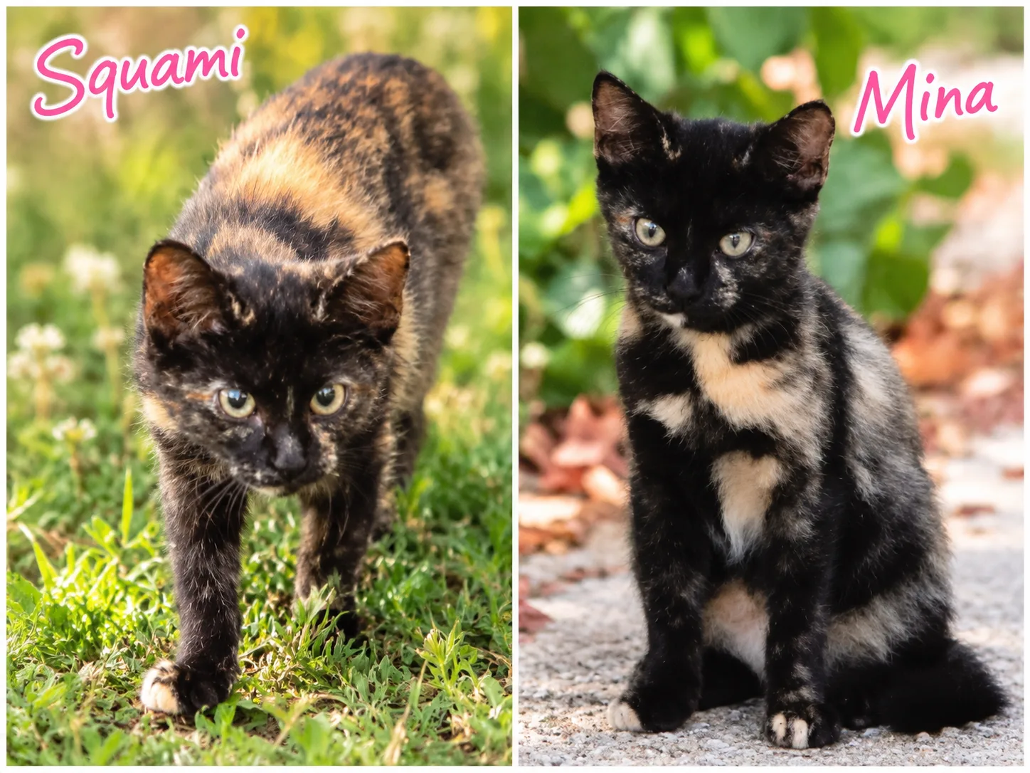 Squami e Mina, gatto Europeo in adozione a Chieti