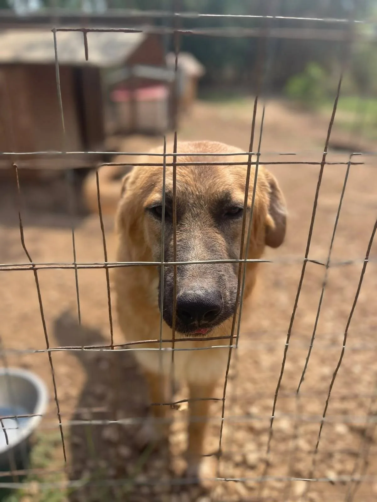 Tonino, cane meticcio in adozione a Latina - foto 1