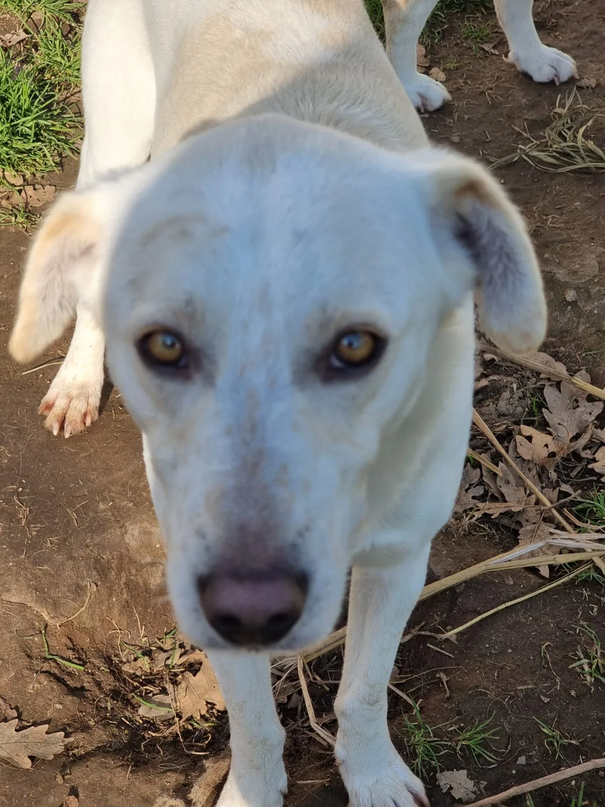 Blanco, cane in adozione a Latina - foto 4