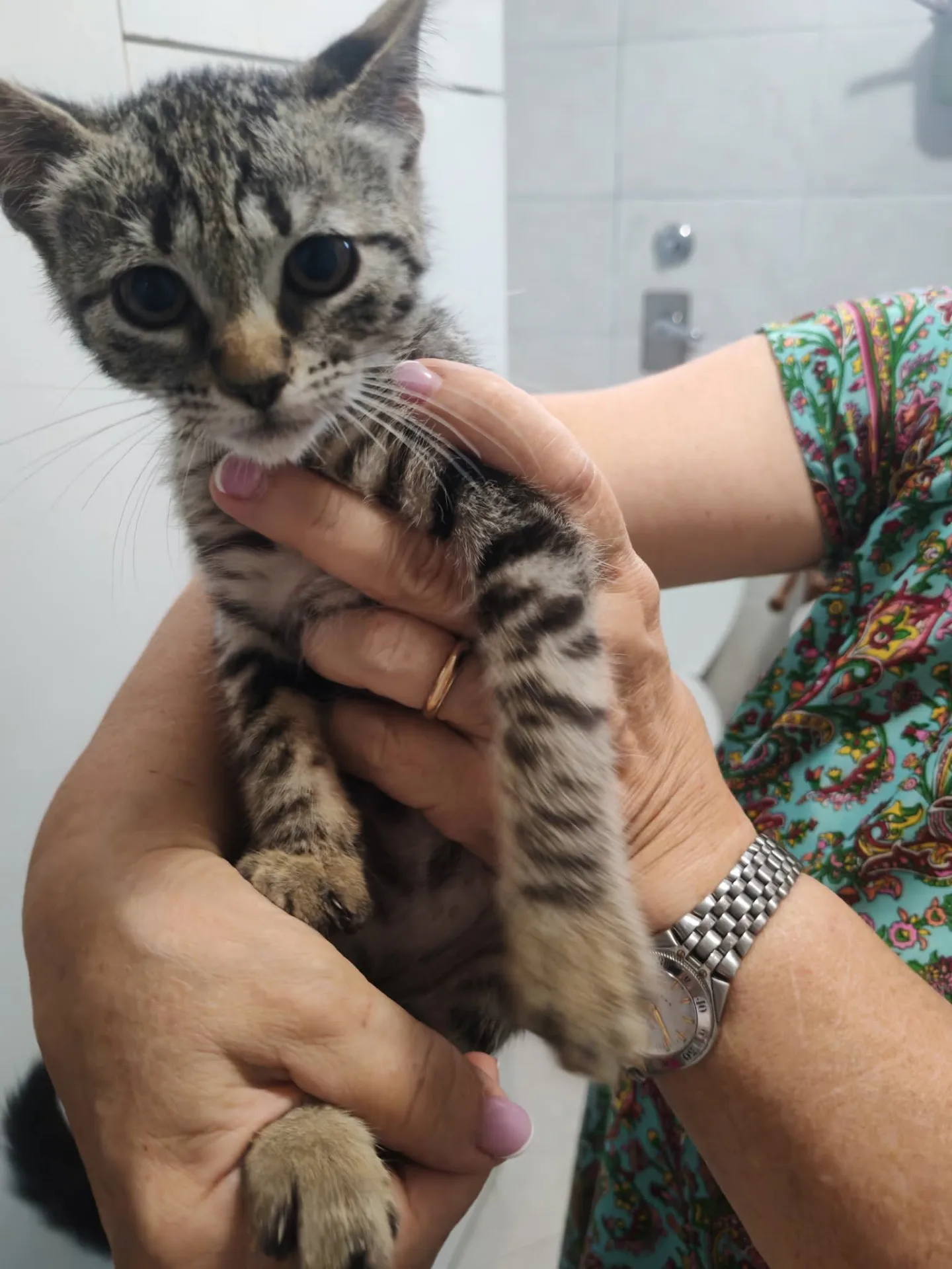 Rucola, gatto Europeo in adozione a Milano - foto 2