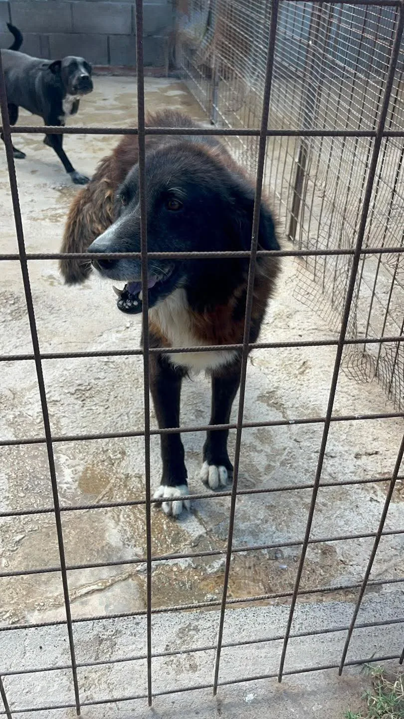 Tyson, cane Meticcio in adozione a Siracusa - foto 2