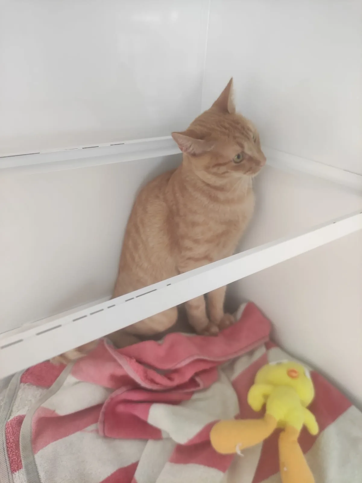 Agosto, gatto EUROPEO in adozione a Bari - foto 2