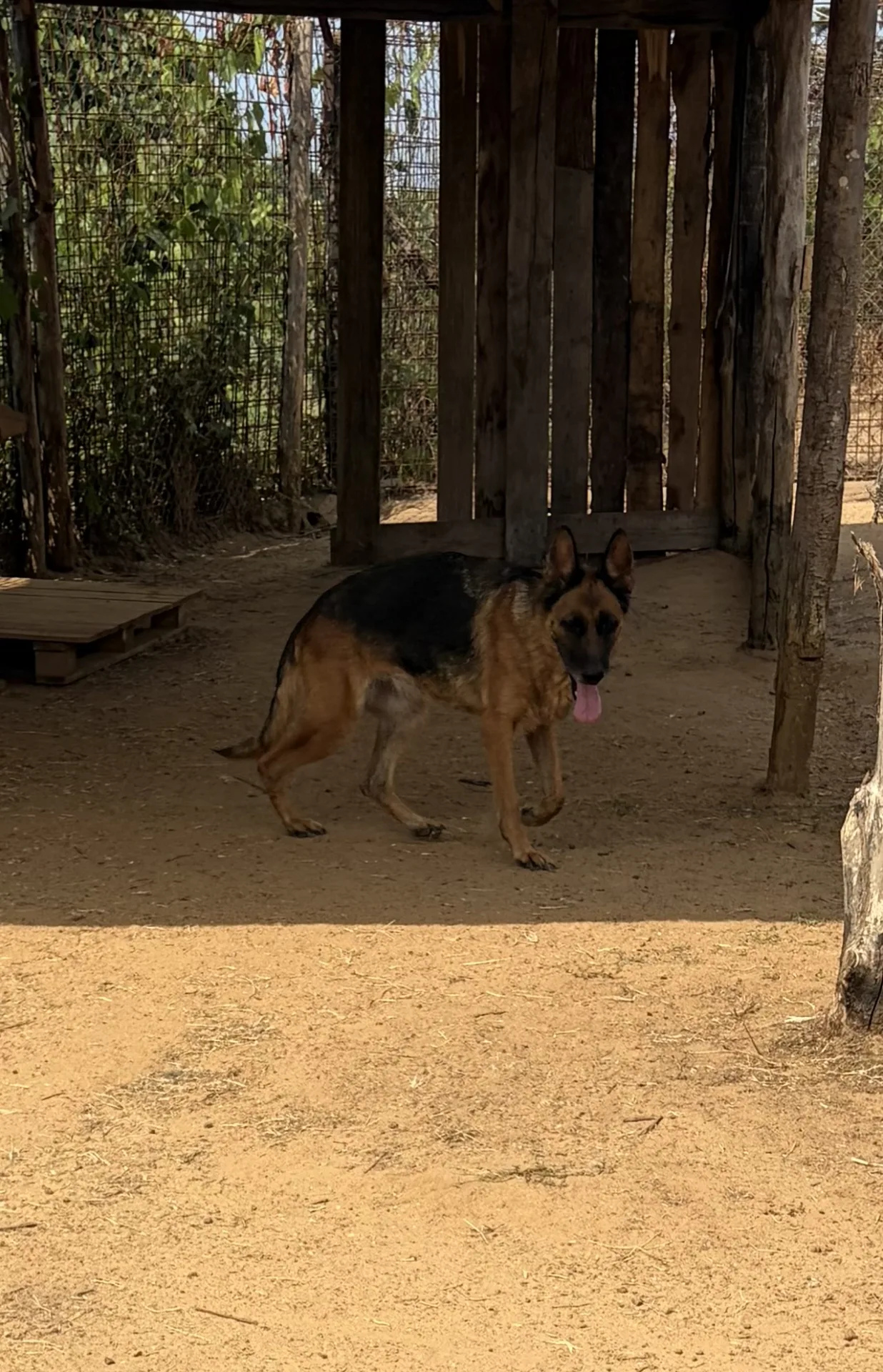 Foto 4 di Farah, cane Pastore Tedesco in adozione