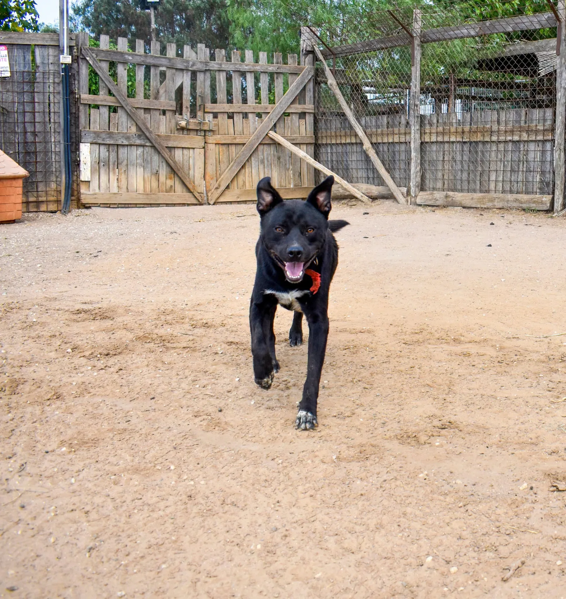 Riù, cane meticcio in adozione a Roma - foto 4