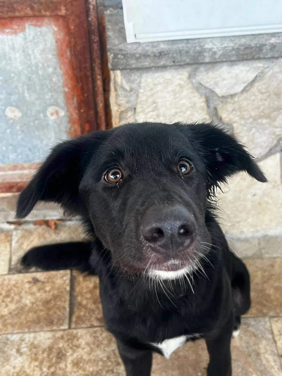 Brunello, cane meticcio in adozione a Roma - foto 4