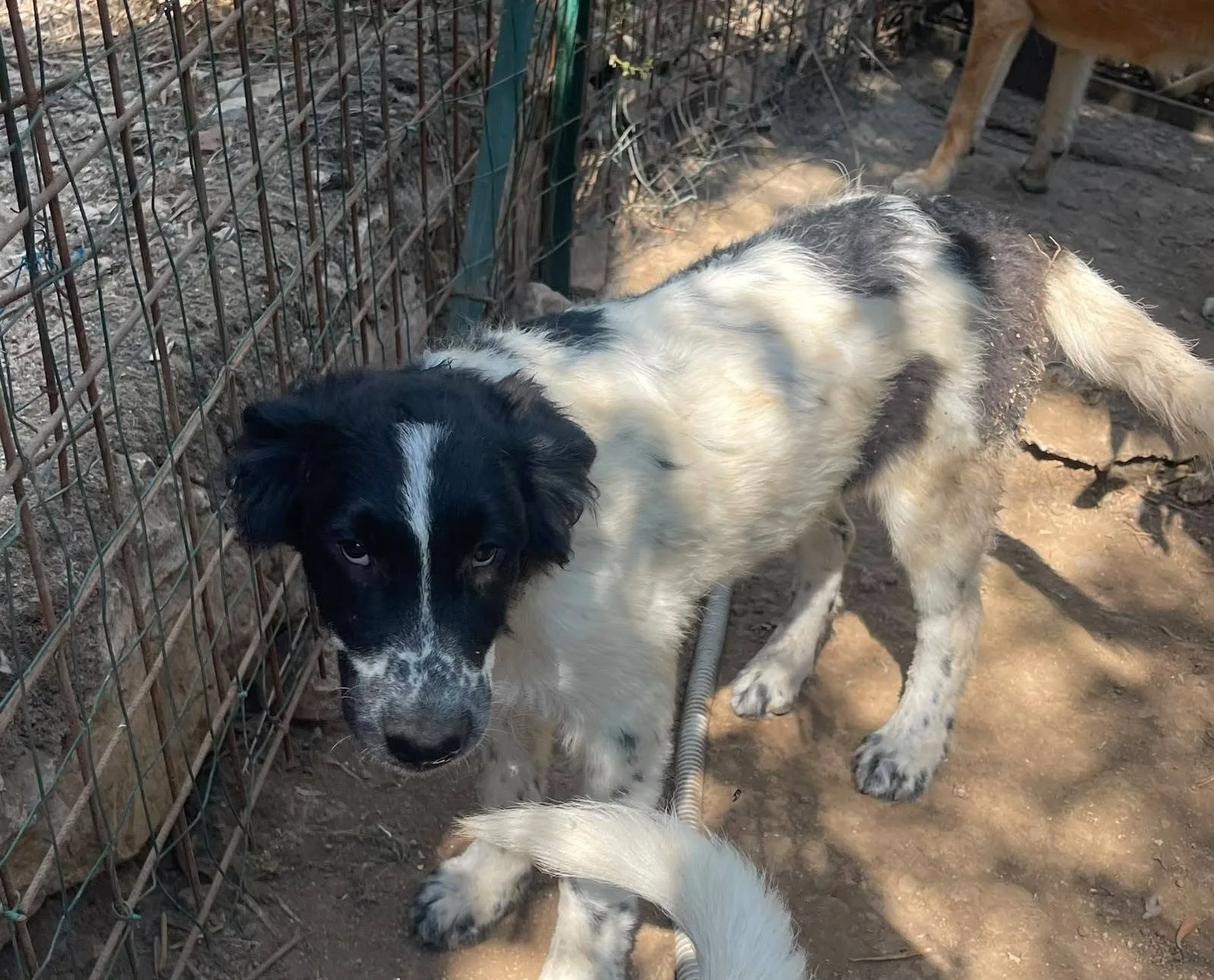 Zorro, cane meticcio in adozione a Latina - foto 4